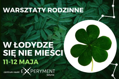 W ŁODYDZE SIĘ NIE MIEŚCI_WWW kafel