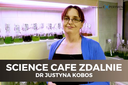 Science cafe zdalnie. Dr Justyna Kobos stoi w laboratorium otoczona licznymi kolbami z zieloną cieczą.