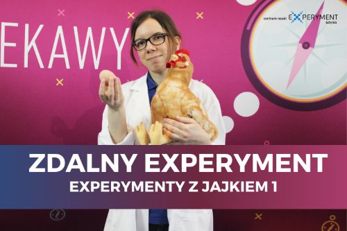 Zdalny experyment, experymenty z jajkiem 1. Edukatorka trzyma maskotkę kurę oraz jajko.