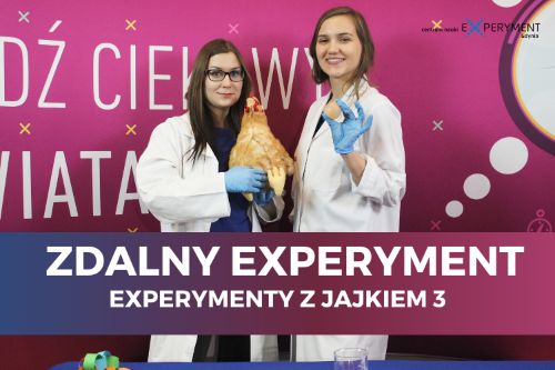 Zdalny experyment, experymenty z jajkiem 3. Jedna edukatorka trzyma realistyczną maskotkę kurę, druga trzyma jajko.