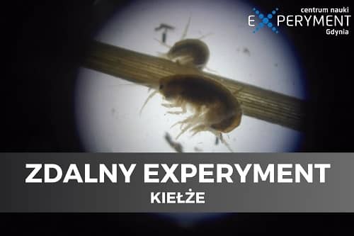 Miniaturka do filmu z cyklu ZDALNY EXPERYMENT pod tytułem kiełże. Na zdjęciu kiełże widziane przez mikroskop.