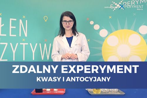 Zdalny experyment, kwasy i antocyjany. Edukatorka stoi przy zlewkach z różnymi substancjami do doświadczeń.