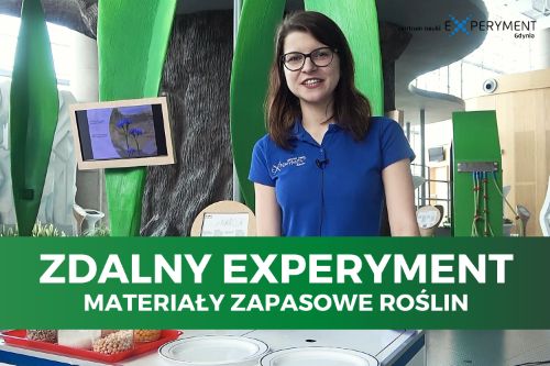 Zdalny experyment, materiały zapasowe roślin. Przed edukatorką znajdują się zlewki z nasionami roślin strączkowych.