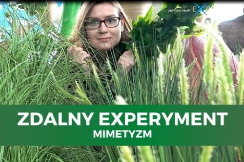 Zdalny experyment, mimetyzm. Edukatorka wygląda zza zielonej trawy.