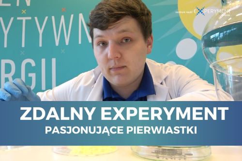 Zdalny experyment, pasjonujące pierwiastki. Przed edukatorem na szalkach Petriego znajdują się sypkie substancje, żółta oraz brązowa.