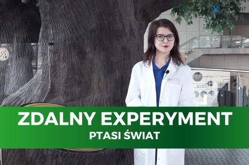 Zdalny experyment, ptasi świat. Edukatorka stoi przy ogromnym sztucznym drzewie na wystawie centrum nauki.