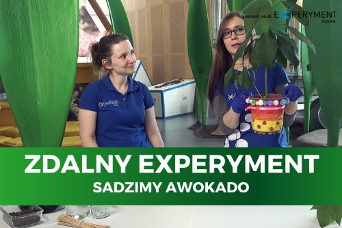 Zdlany experyment, sadzimy awokado. Dwie edukatorki, jedna z nich trzyma doniczkę z krzakiem awokado.
