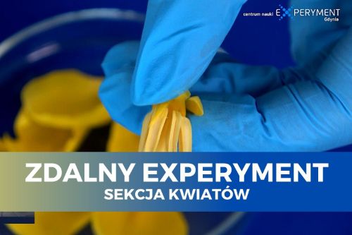 Zdalny experyment, sekcja kwiatów. Dłoń w błękitnej lateksowej rękawiczce trzyma żółte płatki kwiatów.