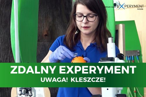 Zdalny experyment, uwaga kleszcze. Edukatorka trzyma w dłoni pomarańczę z goździkami oraz przyrząd do usuwania kleszczy..