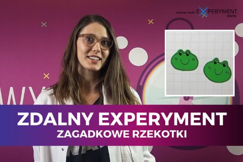 Zdalny experyment, zagadkowe rzekotki. Obok edukatorki znajduje się kadr z filmu przedstawiający dwie uśmiechnięte głowy żabek.
