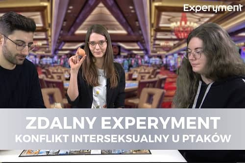 Miniaturka do filmu z cyklu ZDALNY EXPERYMENT pod tytułem Konflikt interseksualny u ptaków. Na zdjęciu widoczna kobieta z jajkiem w ręku, obok niej kobieta i mężczyzna.