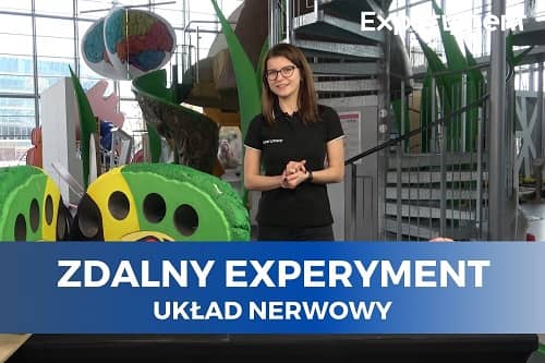 Miniaturka do filmu z cyklu ZDALNY EXPERYMENT pod tytułem Układ nerwowy. Na zdjęciu widoczna kobieta obok kolorowego modelu mózgu.