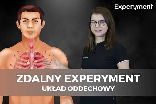 Miniaturka do filmu z cyklu ZDALNY EXPERYMENT pod tytułem Układ oddechowy. Na zdjęciu kobieta w okularach i model anatomiczny mężczyzny.