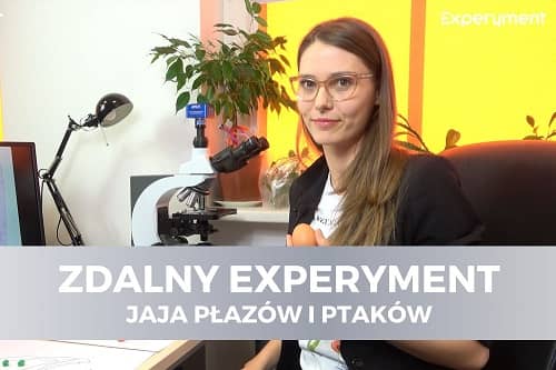 Miniaturka do filmu z cyklu ZDALNY EXPERYMENT pod tytułem Jaja płazów i ptaków. Na zdjęciu widoczna kobieta z jajkiem w ręku, obok niej monitor komputera.