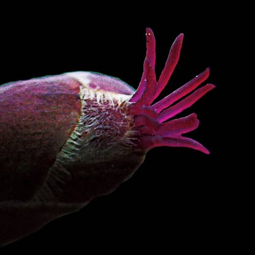 Zdjęcie kwiatu leszczyny