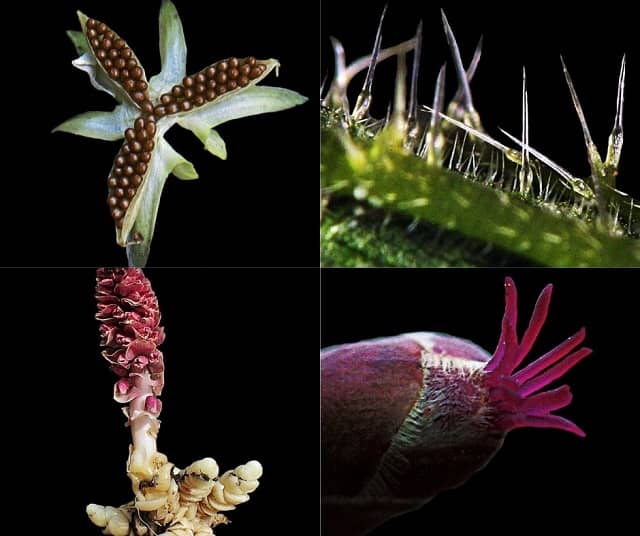 Kolaż zdjęć roślin