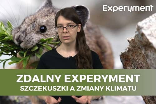 Miniaturka do filmu z cyklu ZDALNY EXPERYMENT pod tytułem Jak zmiany klimatu wpływają na szczekuszki. Na zdjęciu kobieta, w tle szczekuszka.