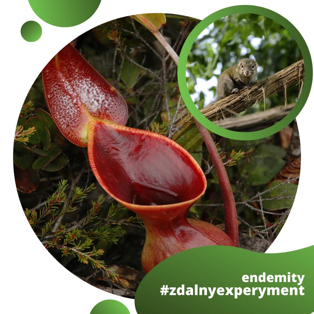 Kielich dzbanecznika oraz małego gryzonia. W prawym, dolnbym rogu napis "endemity #zdalnyexperyment"