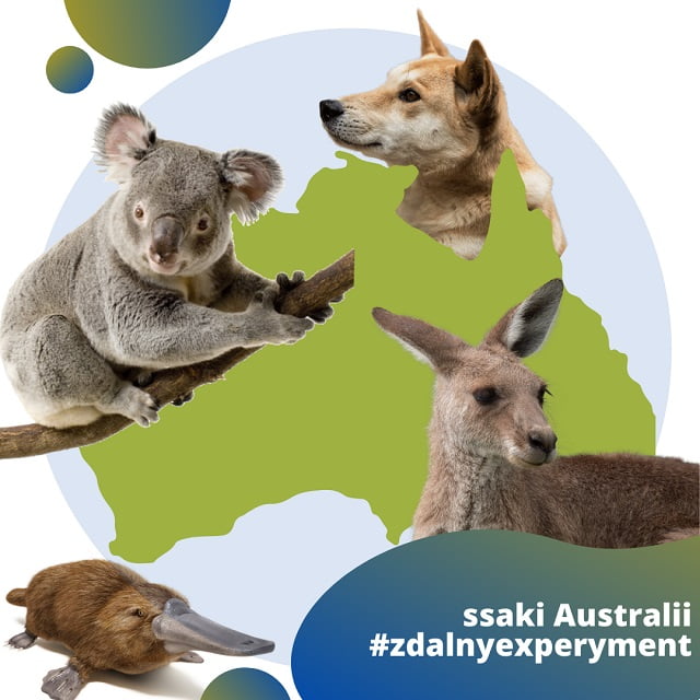 Fauna Australii - koala, dingo, kangur i dziobak. W prawym, dolnym rogu "ssaki Australiii #zdalnyexperyment"