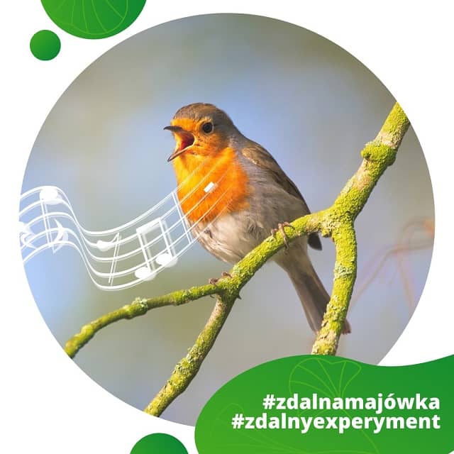 Rudzik - ptak z rdzawym brzuszkiem.