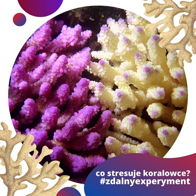 Zdjęcie rafy koralowej.