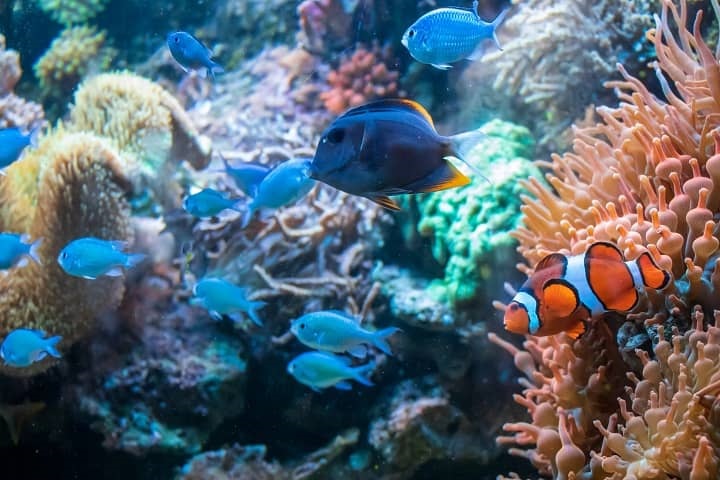 ryby wśród koralowców