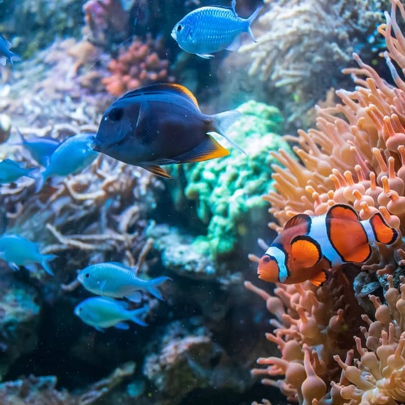 Kolorowe ryby pływająe wśród rafy koralowej