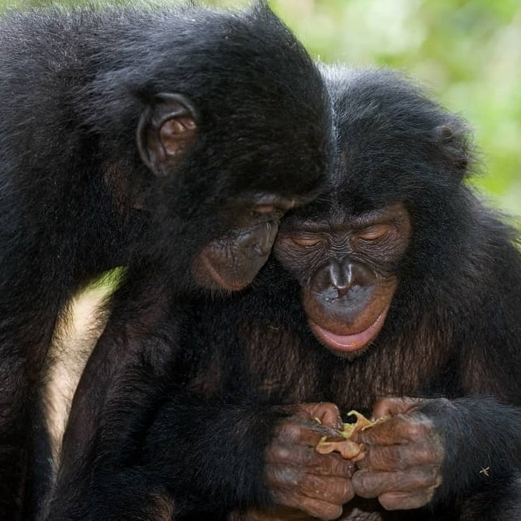 Dwa szympansy, jeden opiera swoją głowę o głowę drugiego