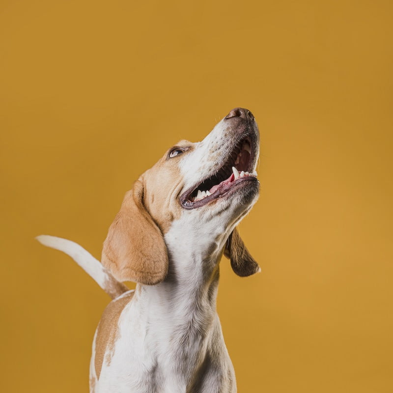 Pies na żółtym tle