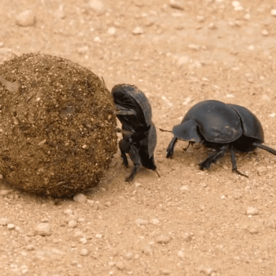 Na zdjęciu dwa żuki gnojowe pchają kulę odchodów.