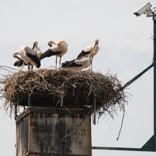 Pięć bocianów siedzi w gnieździe, nad nimi kamera rejestrująca ich zachowanie.