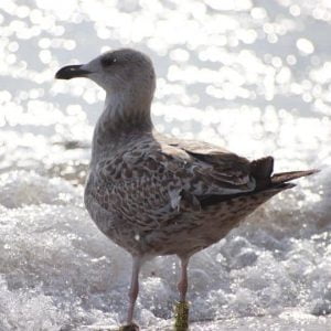 Zdjęcie mewy stojącej na tle morskich fal