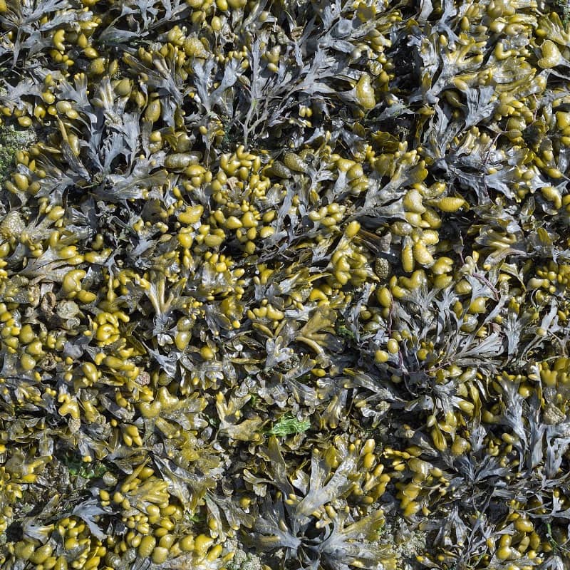 Zdjęcie morszczynu pęcherzykowatego