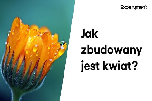 Grafika przedstawiająca odcinek z serii "ZDALNY EXPERYMENT" pt. "Budowa kwiatu"