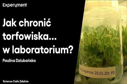 Grafika przedstawiająca odcinek z serii pt. "Science Cafe Zdalnie" który poprowadziła Paulina Dziubańska a tematem było "Jak chronić torfowiska... w laboratorium?"