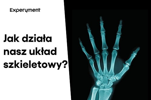 Jak działa nasz układ szkieletowy?