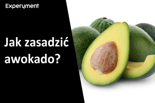 Grafika przedstawiająca odinek z seri ZDALNY EXPERYMENT pt. "Sadzimy awokado"
