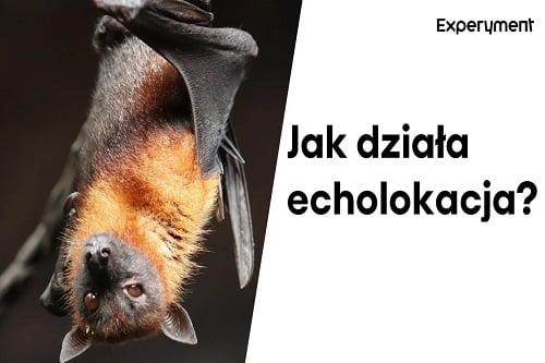 Grafika przedstawiająca odcinek z serii "ZDALNY EXPERYMENT" pt. "Jak działa echolokacja?"