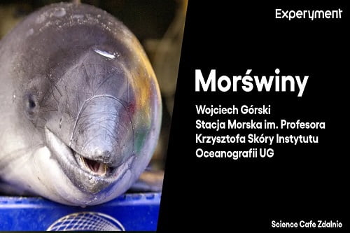 Grafika przedstawiająca odcinek z serii pt. "Science Cafe Zdalnie" który poprowadził Wojciech Górski ze Stacji Morskiej im. Profesora Krzysztofa Skórki Instytutu Oceanografii UG a tematem były "Morświny"