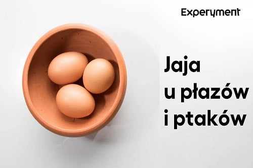 Miniaturka do filmu z cyklu ZDALNY EXPERYMENT pod tytułem Jaja płazów i ptaków.