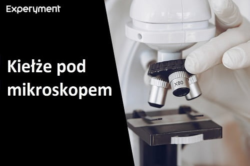 Miniaturka do filmu z cyklu ZDALNY EXPERYMENT pod tytułem kiełże.