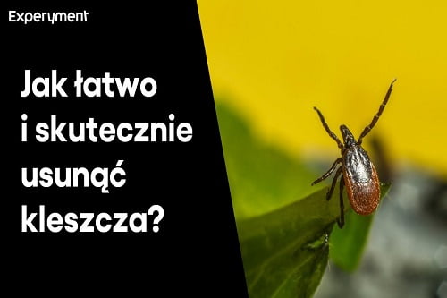 Grafika przedstawiająca odcinek z serii "ZDALNY EXPERYMENT" pt. "Uwaga kleszcze! Jak usunąć kleszcza?"