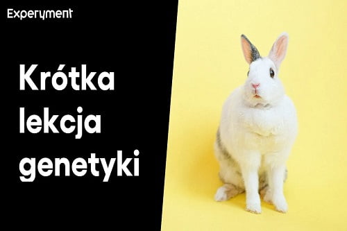 Grafika przedstawiająca odcinek z serii "ZDALNY EXPERYMENT" pt. "Krótka lekcja genetyki"