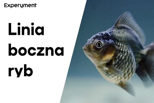 Grafika przedstawiająca odcinek z serii "ZDALNY EXPERYMENT" pt. "Linia boczna ryb"