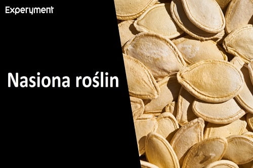 Grafika przedstawiająca odcinek z serii "ZDALNY EXPERYMENT" pt. "Materiały zapasowe roślin"