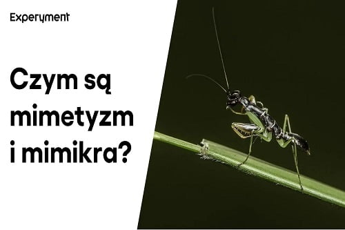 Grafika przedstawiająca odcinek z serii "ZDALNY EXPERYMENT" pt. "Mimetyzm i mimikra"