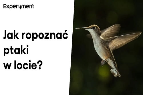 Grafika przedstawiająca odcinek z serii "ZDALNY EXPERYMENT" pt. "Ptaki świata"