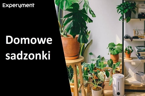 Grafika przedstawiająca odinek z seri ZDALNY EXPERYMENT pt. "Domowe sadzonki"