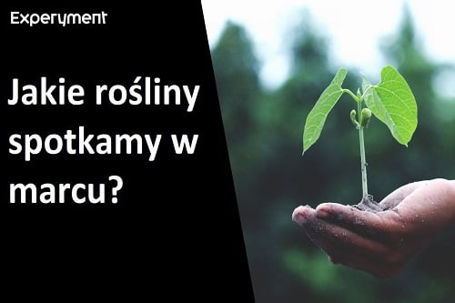 Miniaturka do filmu z cyklu ZDALNY EXPERYMENT pod tytułem Na jakie rośliny możemy trafić na marcowym spacerze?