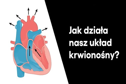 Grafika przedstawiająca odcinek z serii "ZDALNY EXPERYMENT" pt. "Układ krwionośnyy"